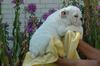 FREE XMAS English bulldog puppies available Email: ninajoyce@yahoo.com