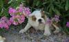 FREE XMAS English bulldog puppies available Email: ninajoyce@yahoo.com