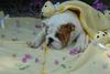 FREE XMAS English bulldog puppies available Email: ninajoyce@yahoo.com