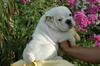 FREE XMAS English bulldog puppies available Email: ninajoyce@yahoo.com