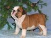 FREE XMAS English bulldog puppies available Email: ninajoyce@yahoo.com