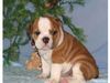 FREE EXMAS English bulldog puppies available Email: ninajoyce@yahoo.com