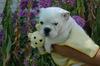 FREE EXMAS English bulldog puppies available Email: ninajoyce@yahoo.com