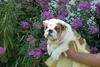 FREE XMAS English bulldog puppies available Email: ninajoyce@yahoo.com