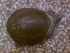 Can you please identify this turtle?