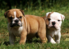 We have bulldog puppies for adoption