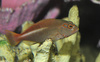 Arc Eye Hawkfish (Paracirrhites arcatus)