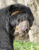 Spectacled Bear (Tremarctos ornatus)