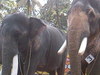 PUTHENKULAM ARJUN AND GURJI AYAPPAN