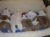 English Bull Dogs Puppies For  Adoption