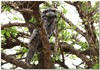 Tawny Frogmouth 1