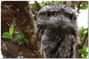 Tawny Frogmouth 2