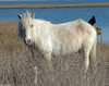 A White Critter Christmas