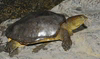 Indian flapshelled Turtle (Lissemys punctata)300