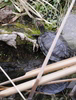 Red-eared Slider (Trachemys scripta elegans)