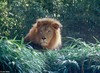 Misc. Cats - Lion004