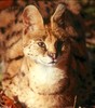 Misc. Cats - Serval (Felis serval)