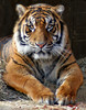 Misc. Cats - Sumatran Tiger (Panthera tigris sumatrae)1