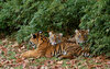 Misc. Cats - Sumatran Tiger (Panthera tigris sumatrae)1001