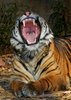 Misc. Cats - tiger yawn105