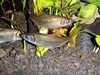 Endemic Freshwater Fishes of Indonesia
