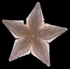 Echinoderms of Indonesia - Astropecten javanicus