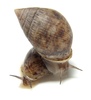 Misc. Landsnail - Pythia scarabeus