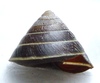 Misc. Landsnail - Geotrochus zonatusvan