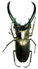 Coleopteras of Indonesia - Cyclommatus elaphus