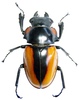 Coleopteras of Indonesia - Odontolabis lacordairei