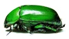 Coleopteras of Indonesia - Euchlora viridis