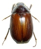 Coleopteras of Indonesia - Exopholis hypoleuca