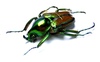 Coleopteras of Indonesia - Phaedimus lumawigi