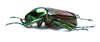Coleopteras of Indonesia - Phaedimus lumawigi
