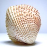 Bivalves of Indonesia - Fragum unedo