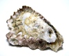 Bivalves of Indonesia - Saccostrea cucullata