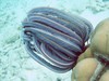 Echinoderms of Indonesia - Himerometra robustipinna