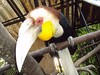 Birds of Indonesia - Aceros subruficollis