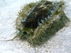 Marine Snails of Indonesia - Haliotis asinnina
