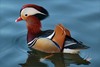 mandarin duck