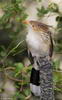Guira Cuckoo (Guira guira)14