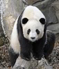 Giant Panda (Ailuropoda melanoleuca)