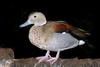 Male Ringed Teal (Callonetta leucophrys)