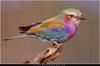 Lilac breasted roller (1)