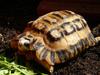 spider tortoise pyxis planicauda