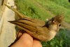 White-bellied Yuhina