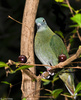 A female Black-naped Fruit-Dove (Ptilinopus melanospilus)