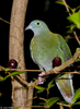 A female Black-naped Fruit-Dove (Ptilinopus melanospilus) 2