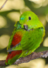 Blue-crowned Hanging-parrot (Loriculus galgulus)