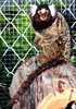 Common Marmoset @ Munta House